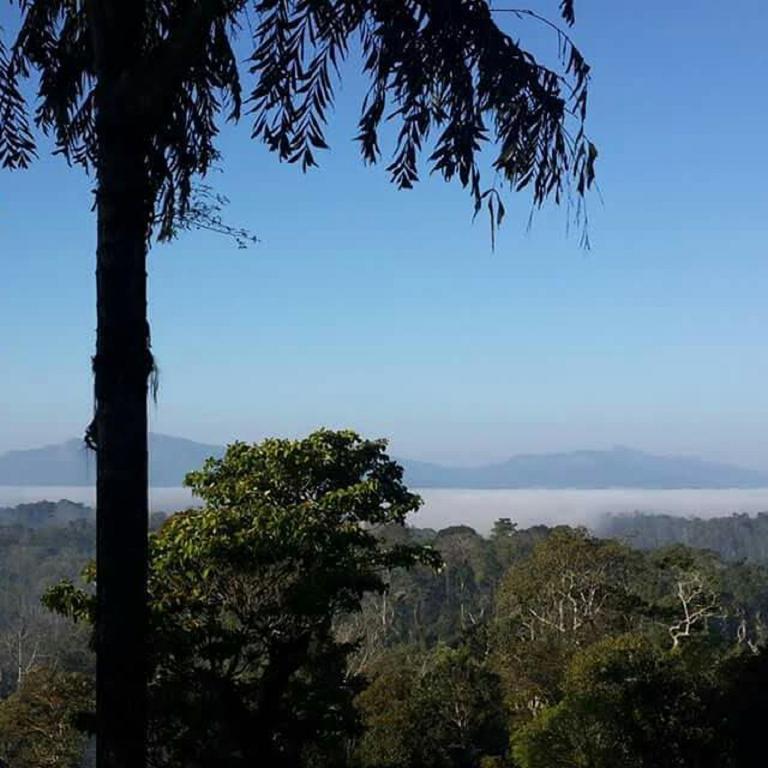 Appartement Forestdale Coorg à Virajpet Extérieur photo